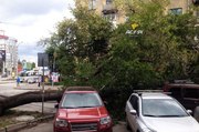 В центре Новосибирска поперек проезжей части упало дерево