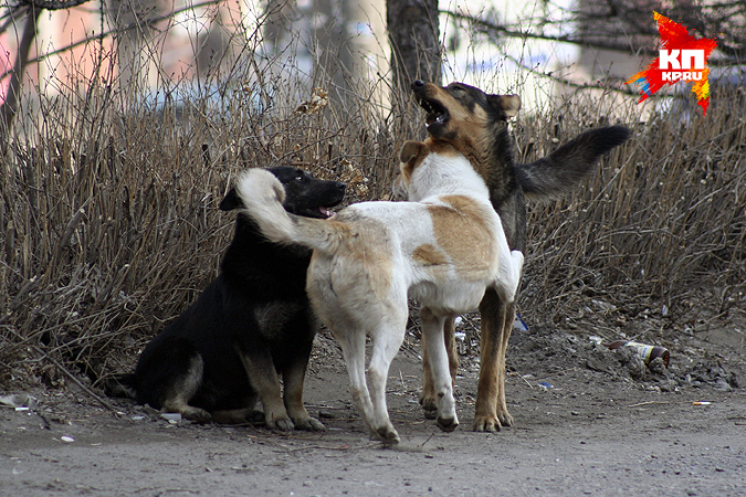 В Барнауле стая бродячих собак загрызла мужчину