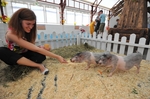 Суд во время чумы: свиньи спасены, но  проблема в Тверской области осталась