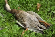 Мёртвые утки лежат на берегу реки Лазурь в Твери 