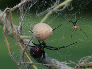 Голодные пауки пожирают друг друга.