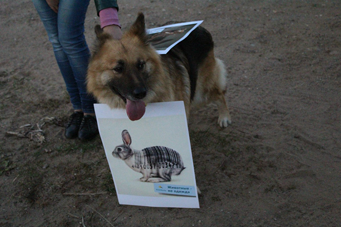 В Новополоцке на пикет против использования меха вышли собаки-инвалиды