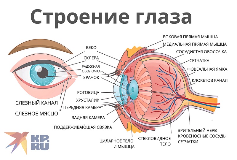 Сложное строение глаз