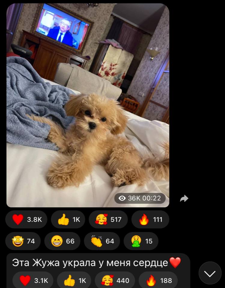 порода собаки у ларисы гузеевой жужа какая. собачка по имени жужа. собачка жужа. порода собаки у ларисы гузеевой жужа какая. собака ларисы гузеевой порода.