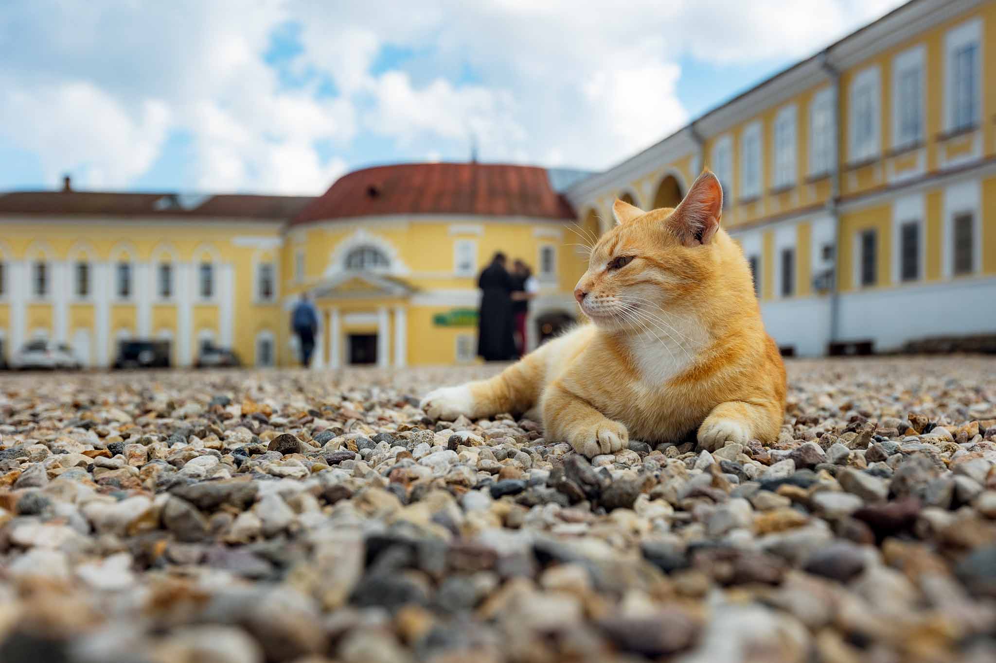 селигер котик в монастыре