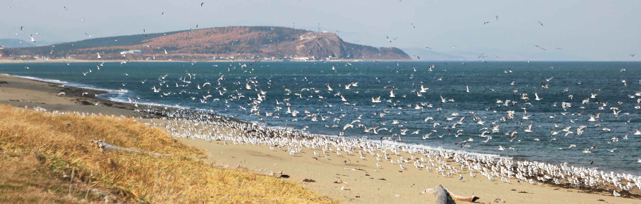 Температура воды охотское. Остров Тюлений Охотское море. Охотское море 2022. Авадан море 2022. Море 2023.