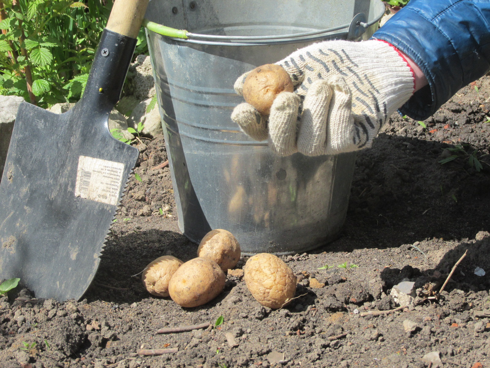 Режем картофель перед посадкой. Посадка картошки. Приспособление для посадки картофеля. Приспособы для сажания картошки. Размер картошки для посадки.