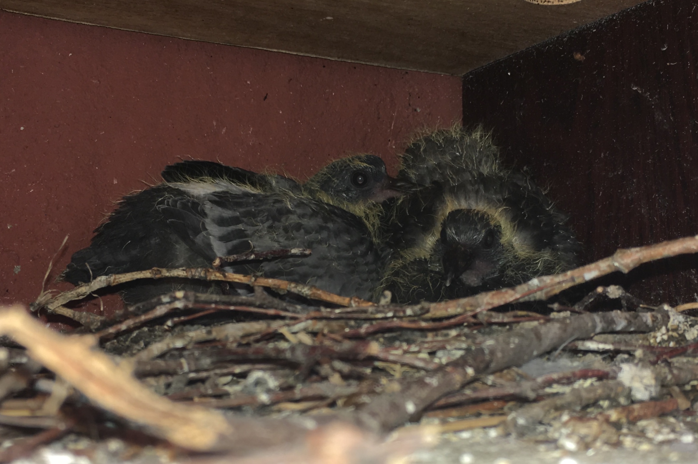 Гнездо голубя. Гнездо голубя фото. Птица свила гнездо на балконе к чему. Голубь свил гнездо примета