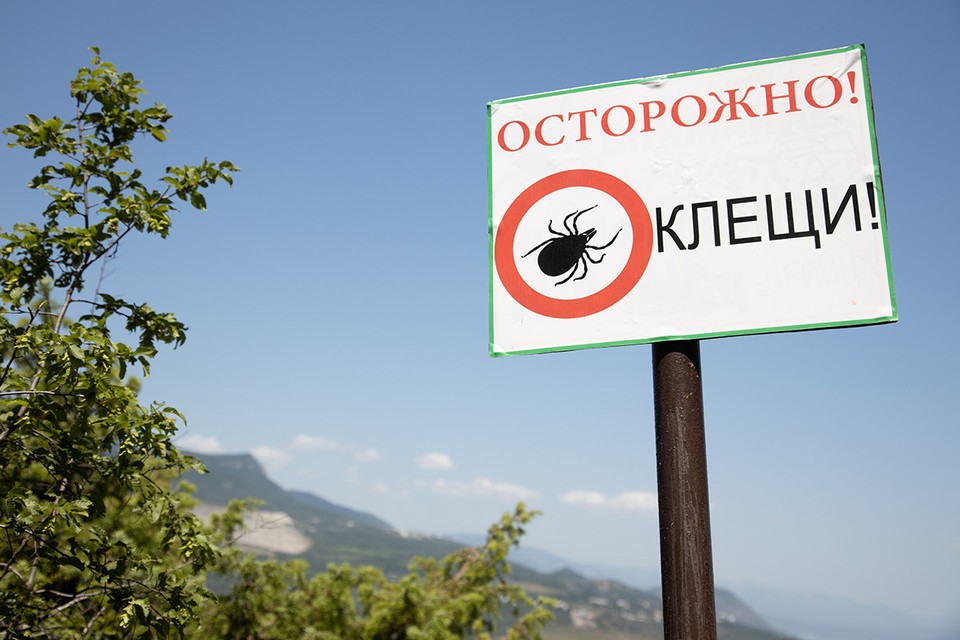 От клеща не зарекайся: чем опасен боррелиоз и как понять, что заболел