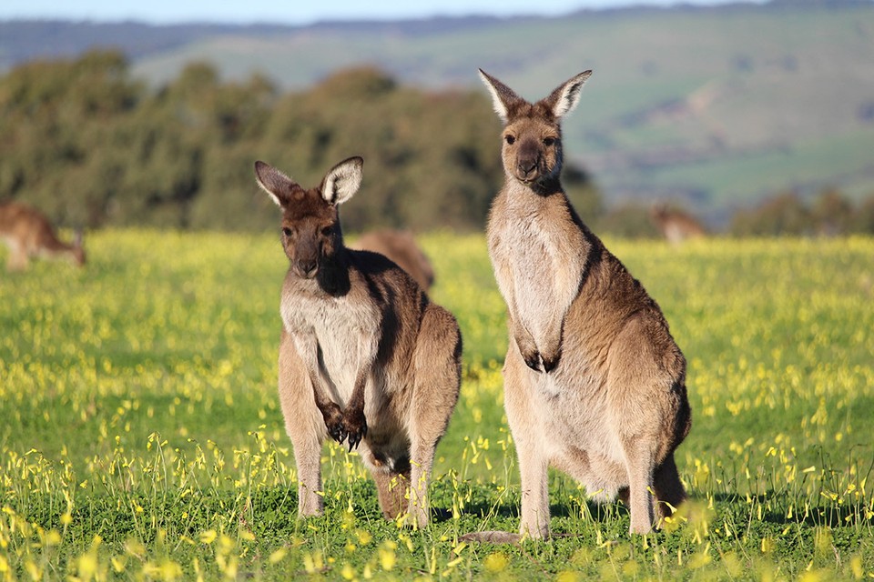 Люди боятся выходить, многих избили: В Австралии стая кенгуру захватила целый город