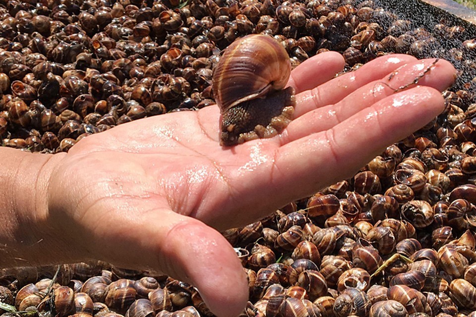 улитка слоуфуд. домик для улитки. улитки в пустыне. слизни на огороде. собирает улиток.