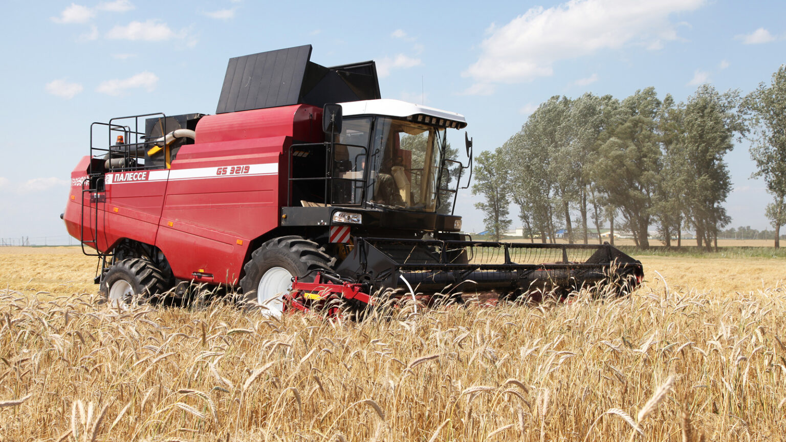 поле пшеницы. ооо русь. спк заря вновь юрмытское. спк заря фото. работа в поле.