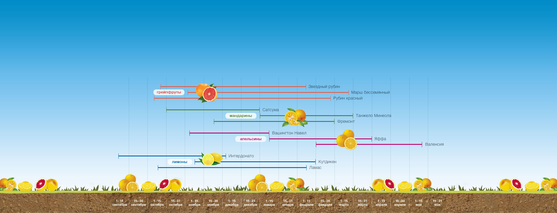 Цитрусовый календарь