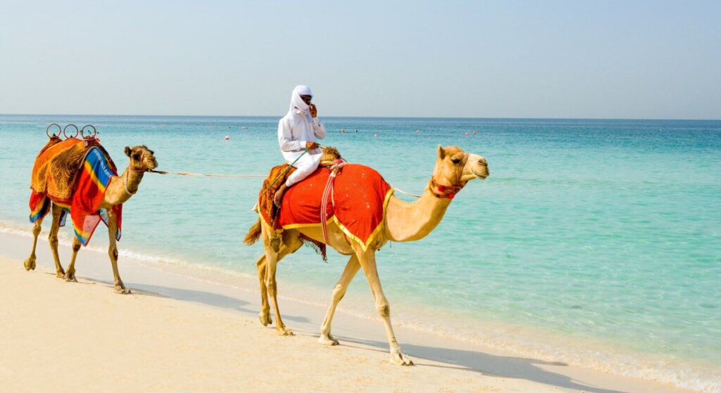 верблюды на пляже дубая