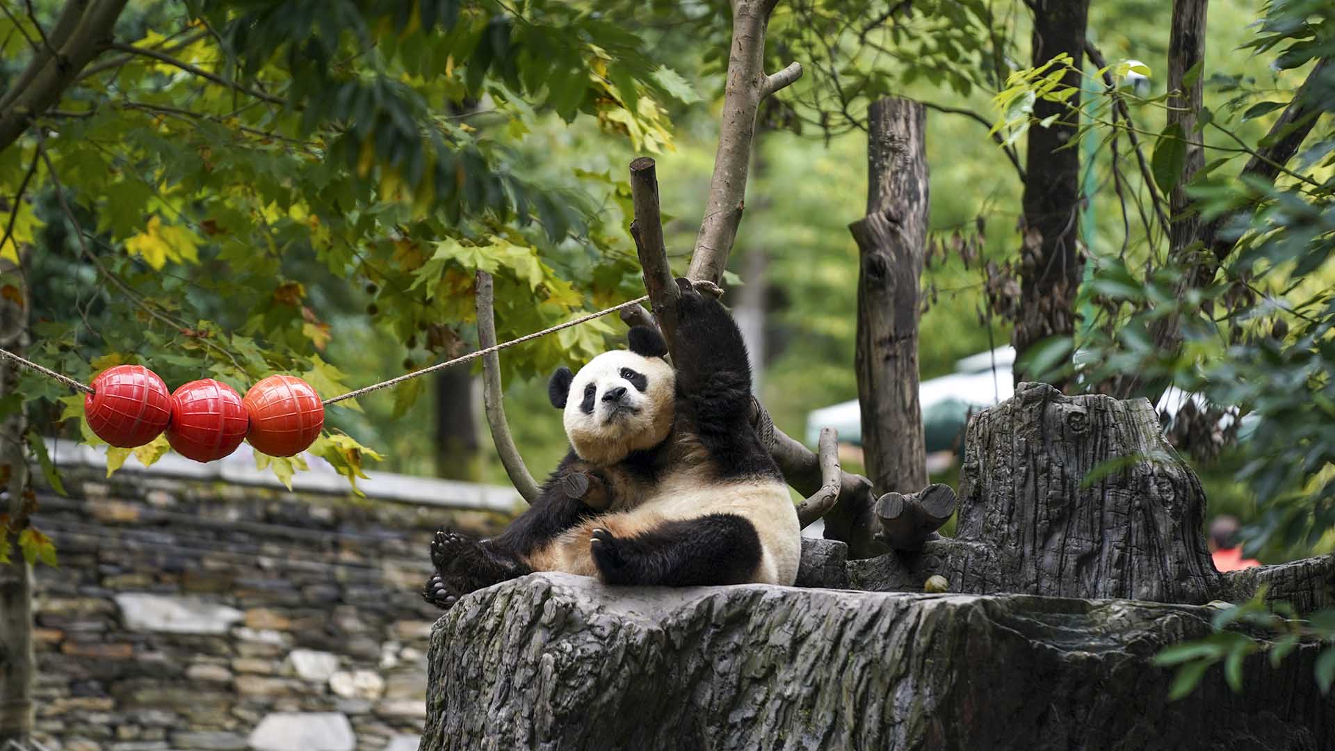 на базе гигантских панд Шэньшупи в Чэнду