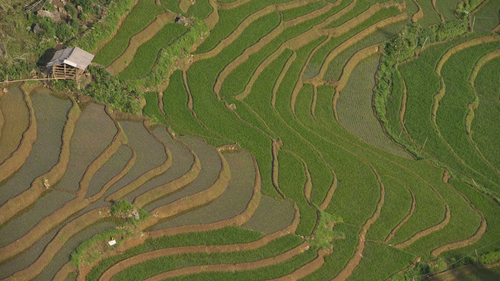 рисовые террасы