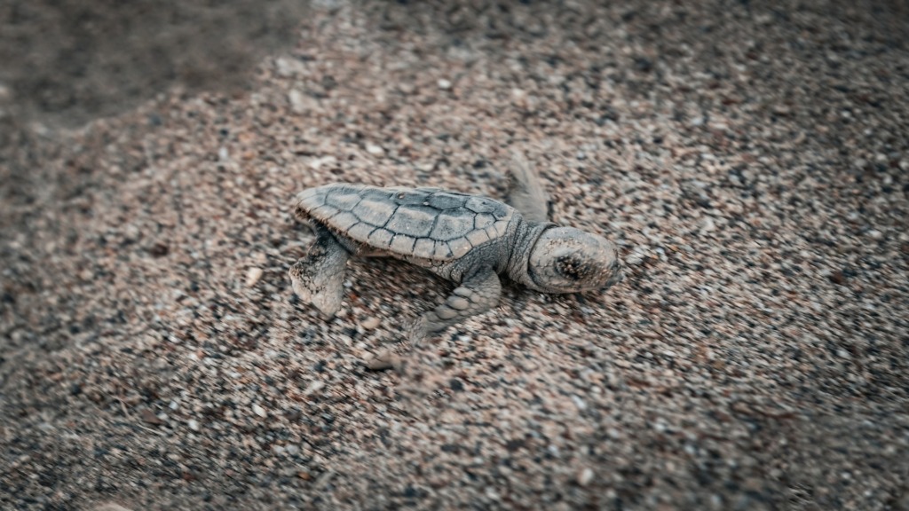 Маленькая черепаха на пляже Чиралы.