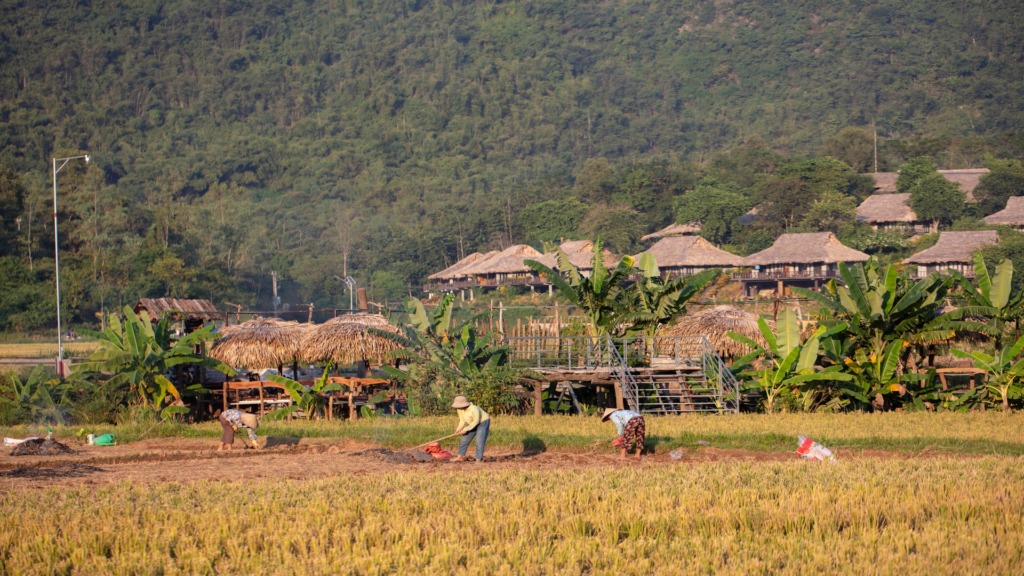 Женщины собирают урожай в Май Чау