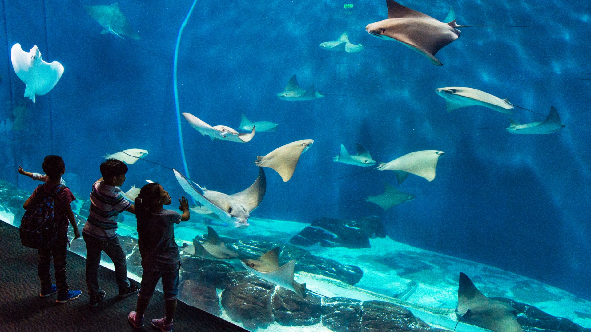 Шанхайский океанариум, Шанхай.