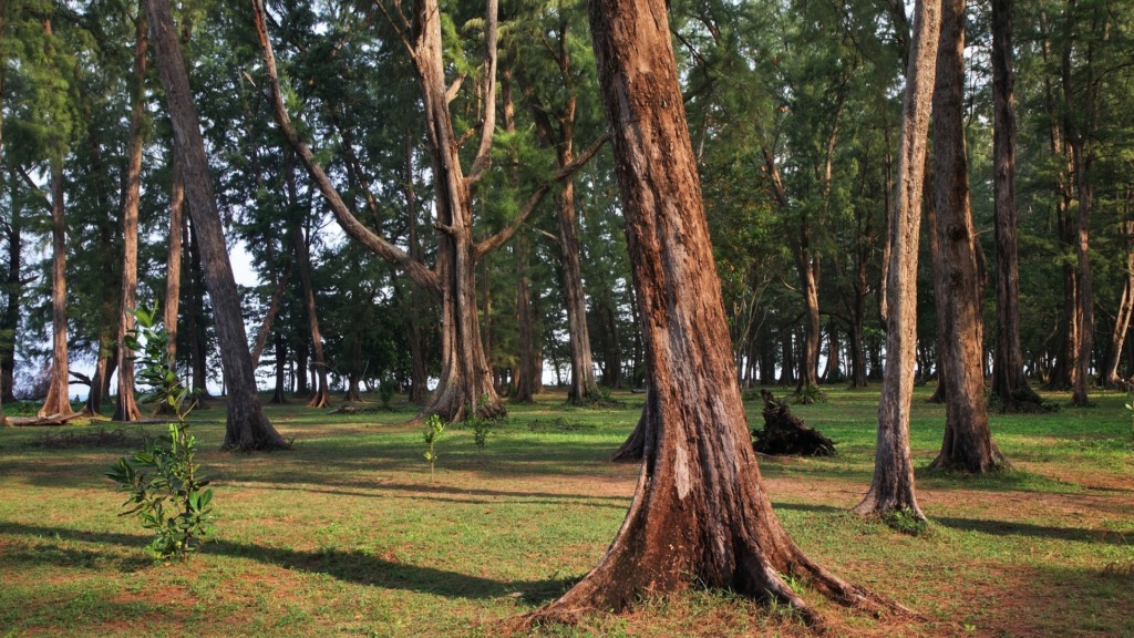 Национальный парк Сиринат в провинции Пхукет.