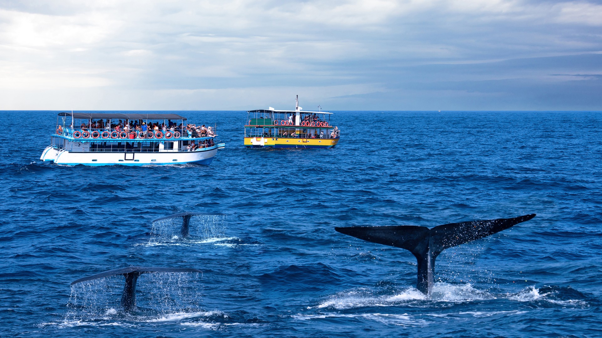 Туристические лодки и хвосты китов на фоне океана, Мирисса.