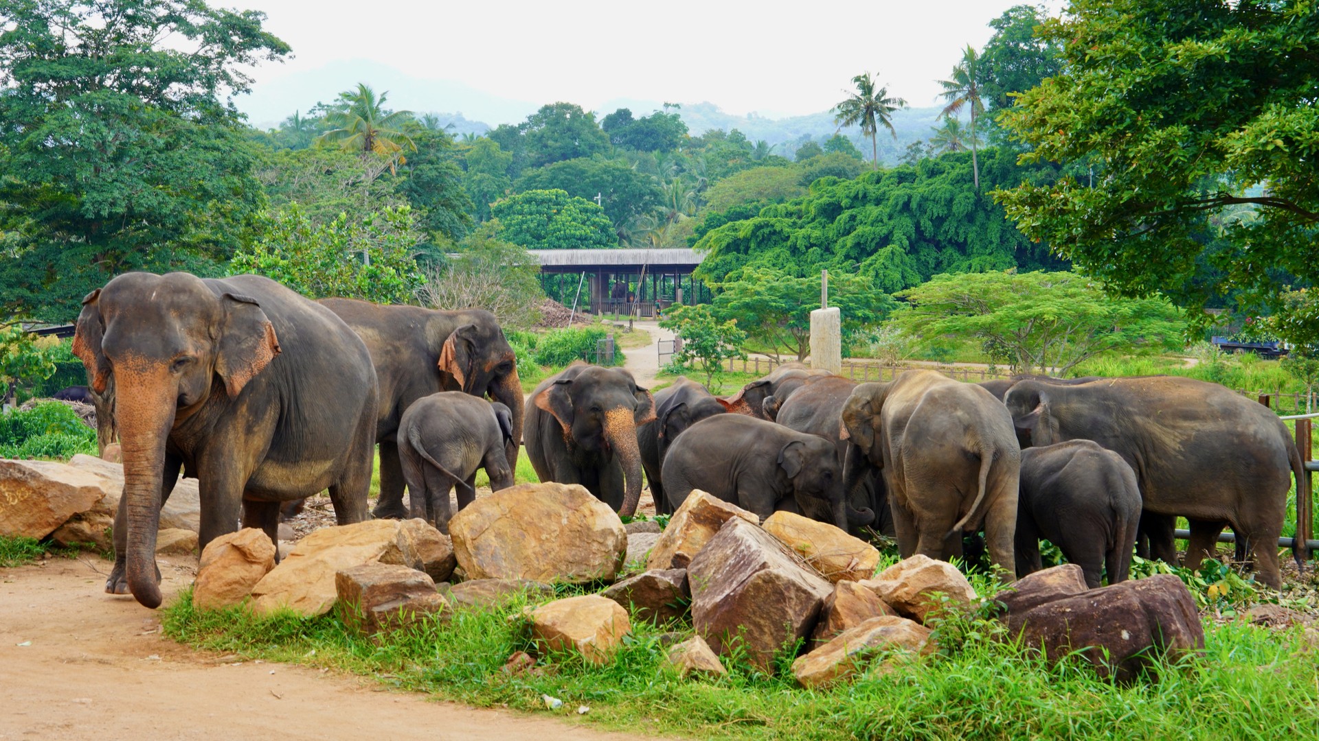 Слоны в слоновьем приюте Пиннавала на Шри-Ланке.