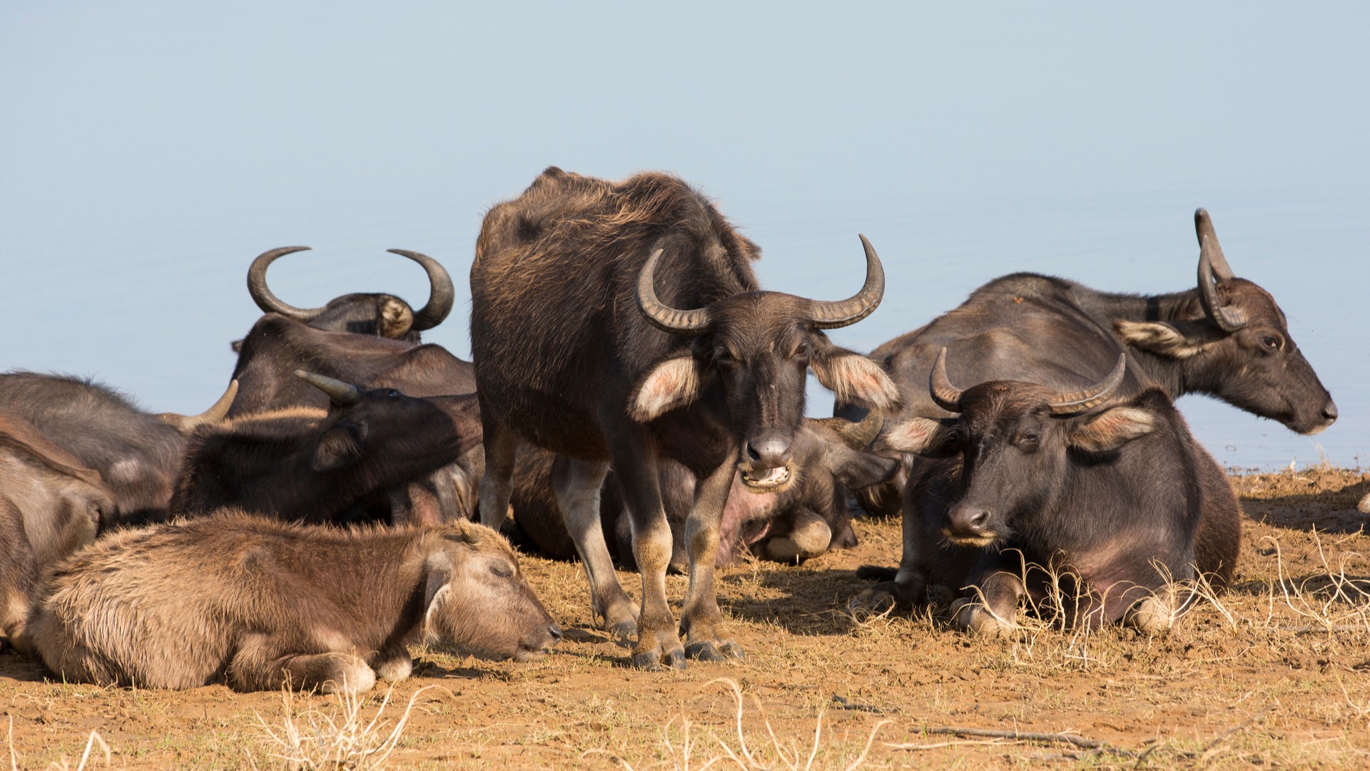Стадо диких водяных буйволов в национальном парке Удавалаве.
