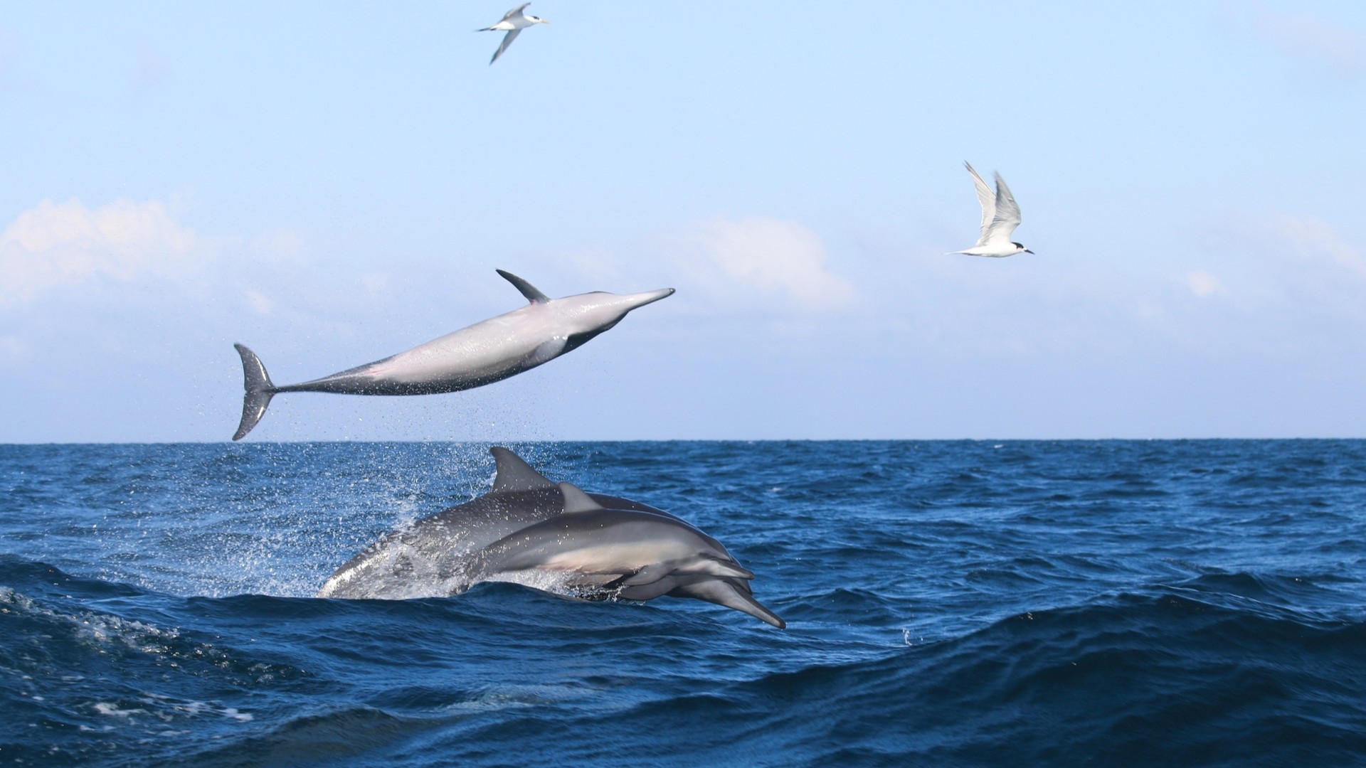 Дельфины в Калпитии, Шри-Ланка.