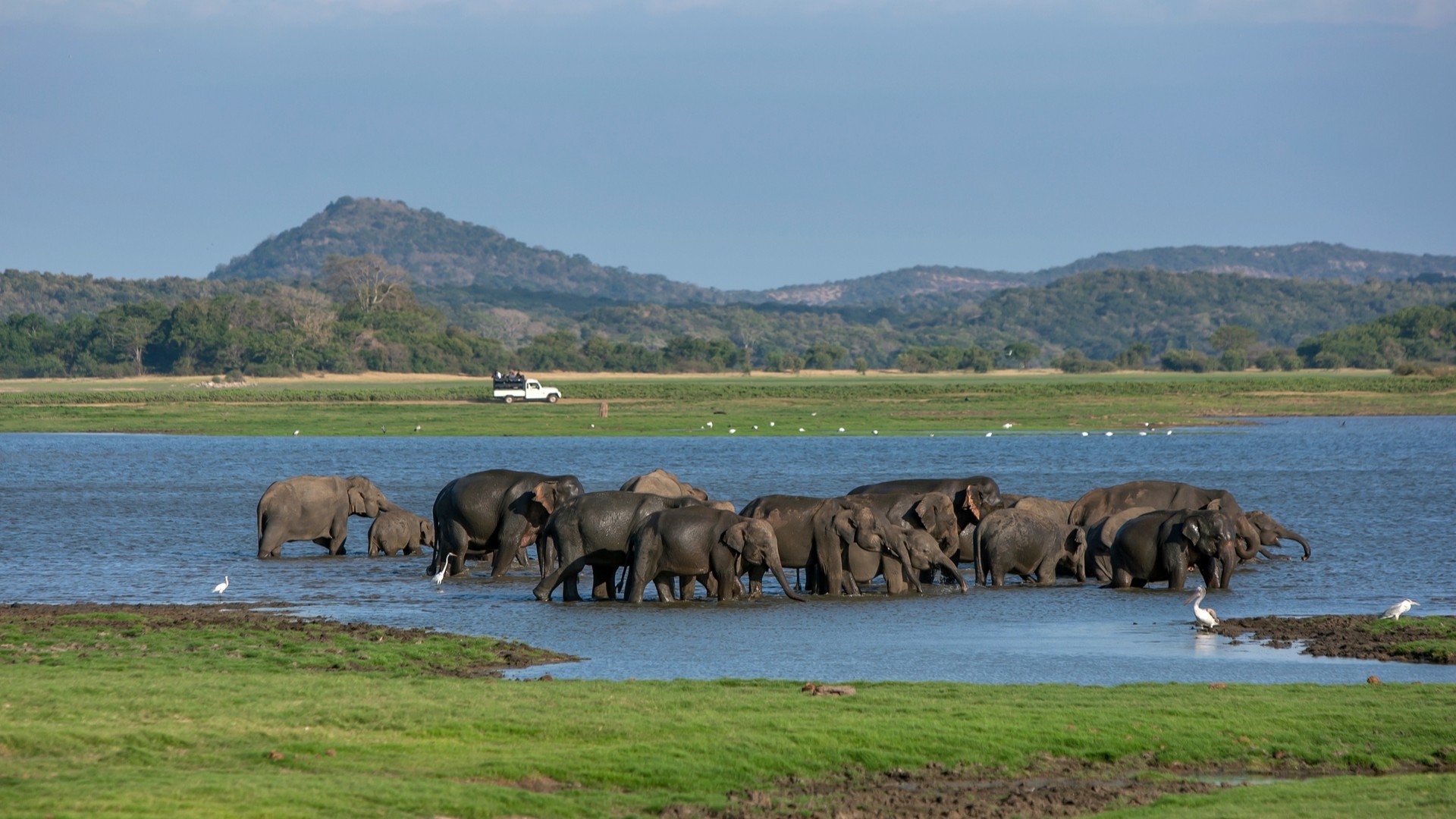 Стадо диких слонов в национальном парке Миннерия в Хабаране.