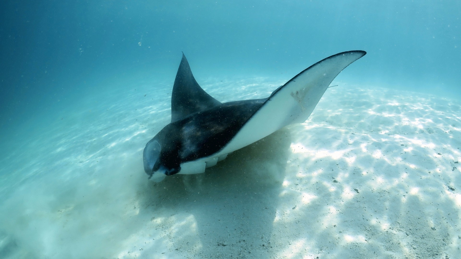 Скат манта в заливе Ханифару, атолл Баа.