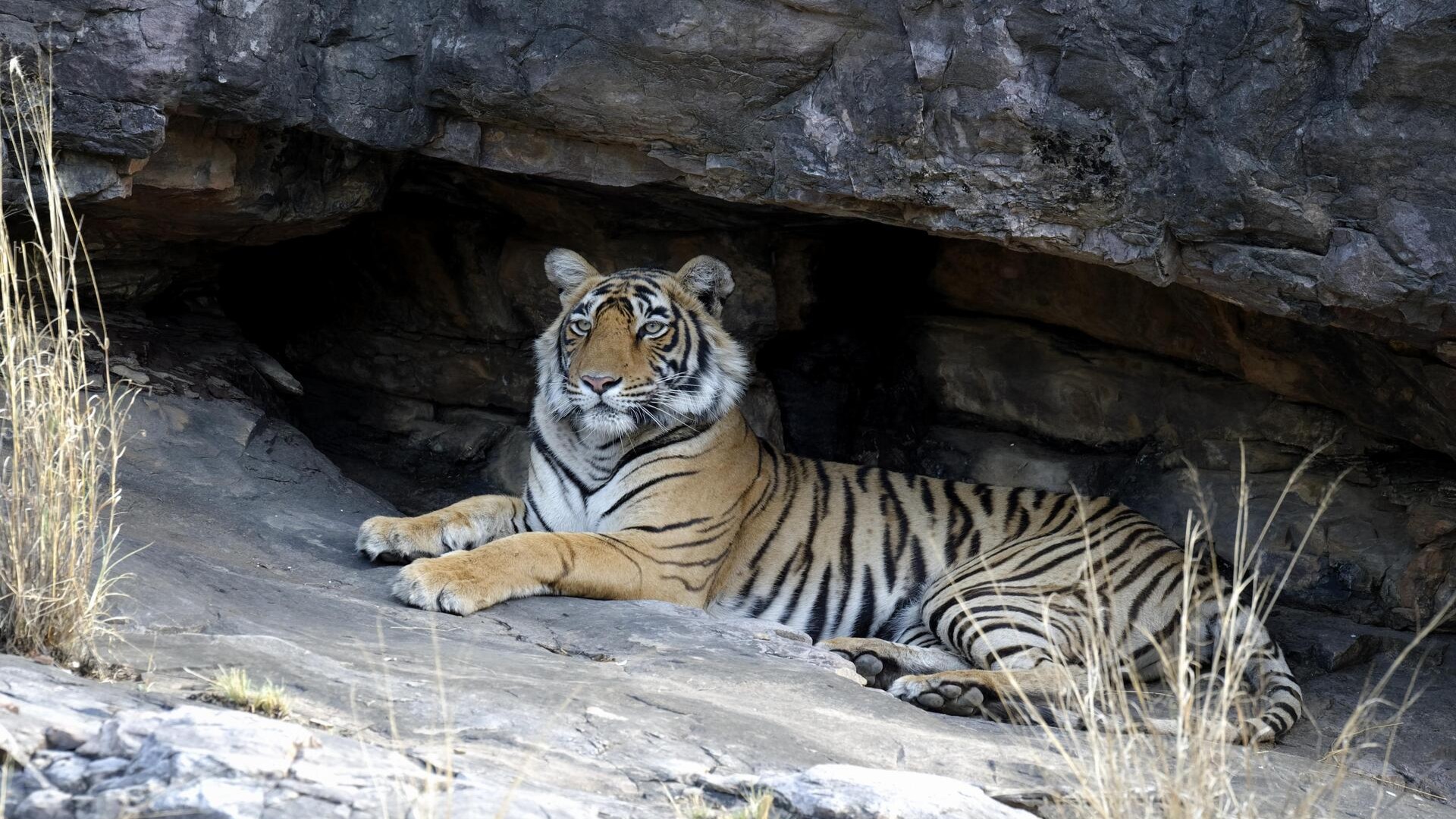 Бенгальский тигр, Национальный парк Рантхамбор.
