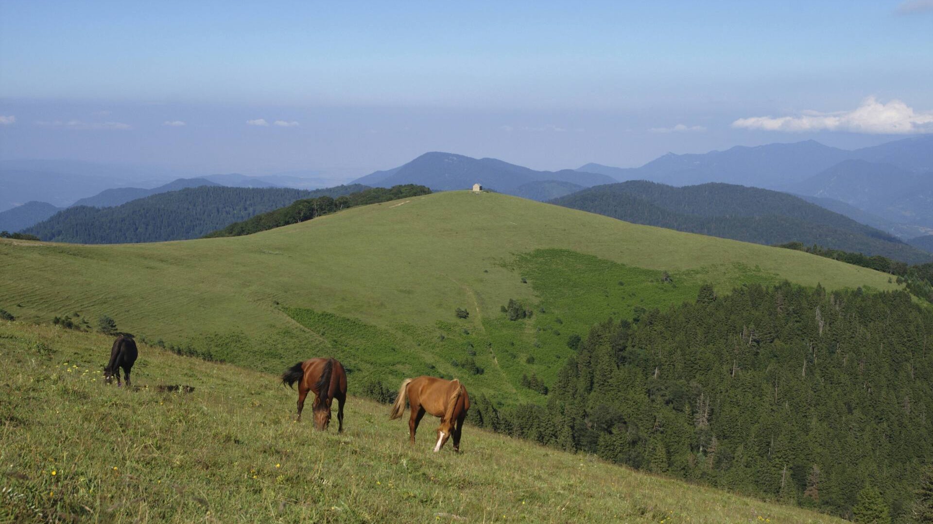 Лошади на лугу в Боржоми-Харагаульском национальном парке, Грузия.