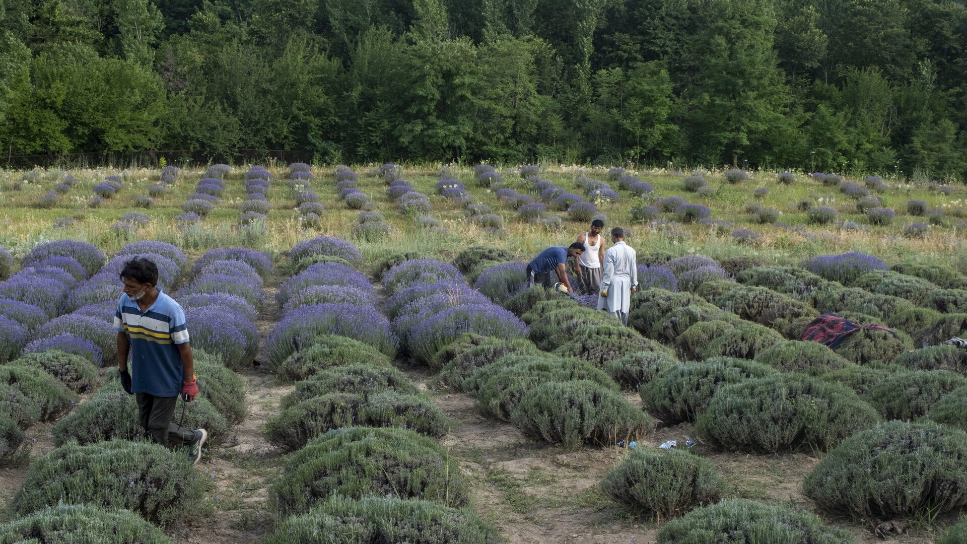 Кашмирские мужчины собирают цветы лаванды на поле в районе Анантнаг, Гималайский регион.