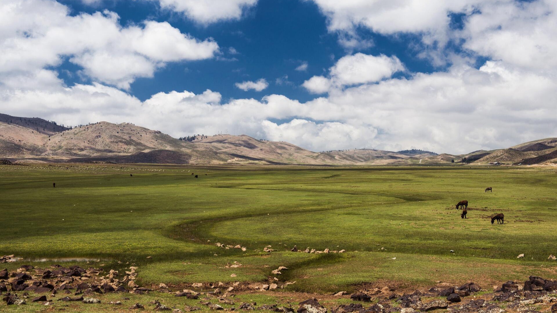 Плато с лошадьми и мулами, Ифран, Высокий Атлас, Марокко.