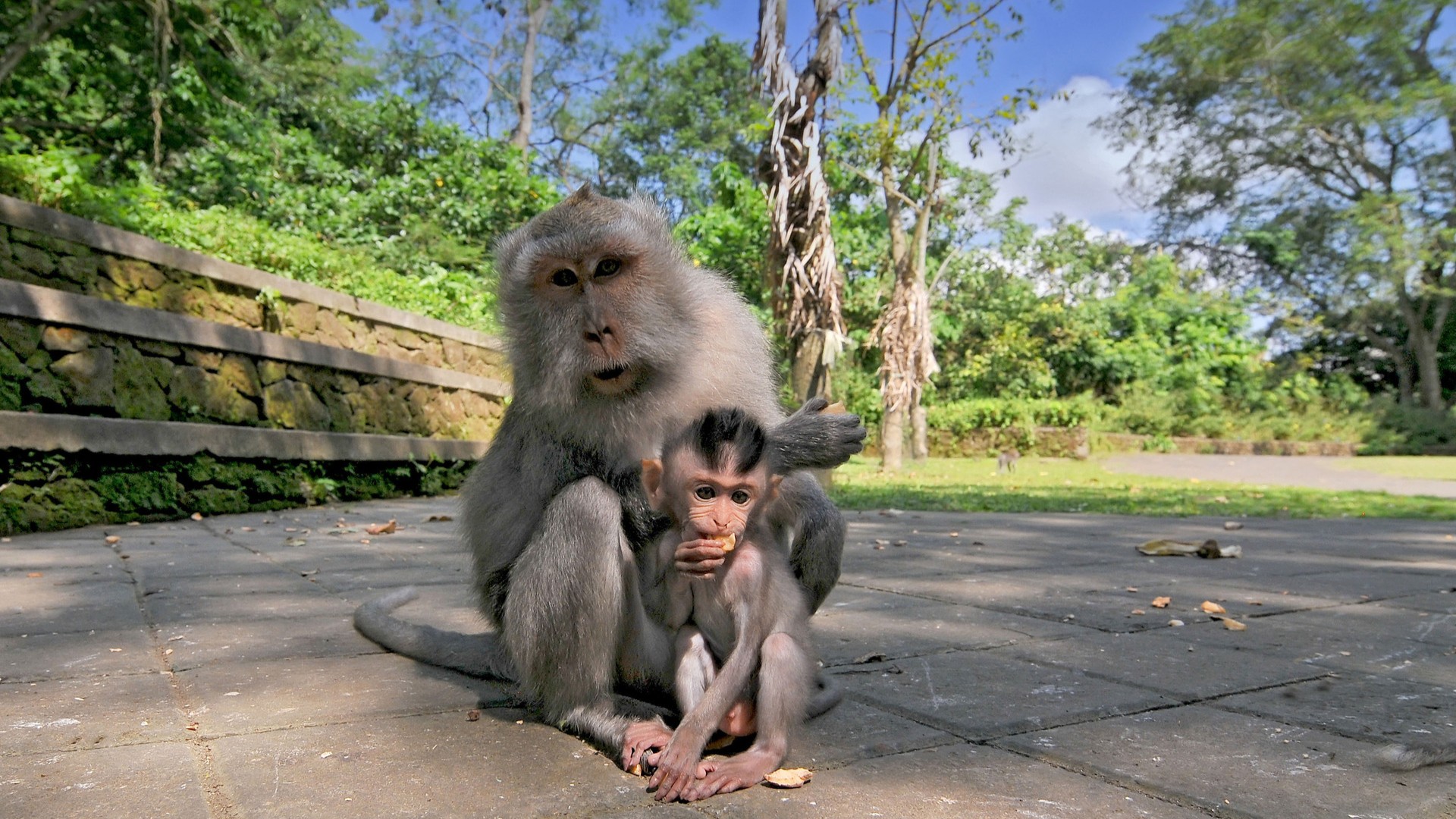 Семья обезьян в священном обезьяньем лесу, Убуд, Бали.