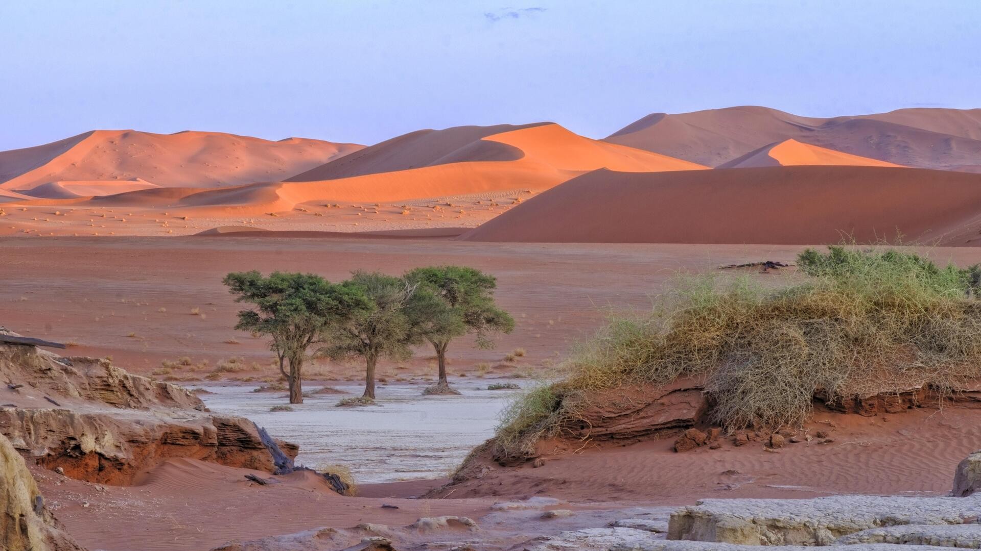 Акации и оранжевые дюны, Национальный парк Намиб-Науклуфт.