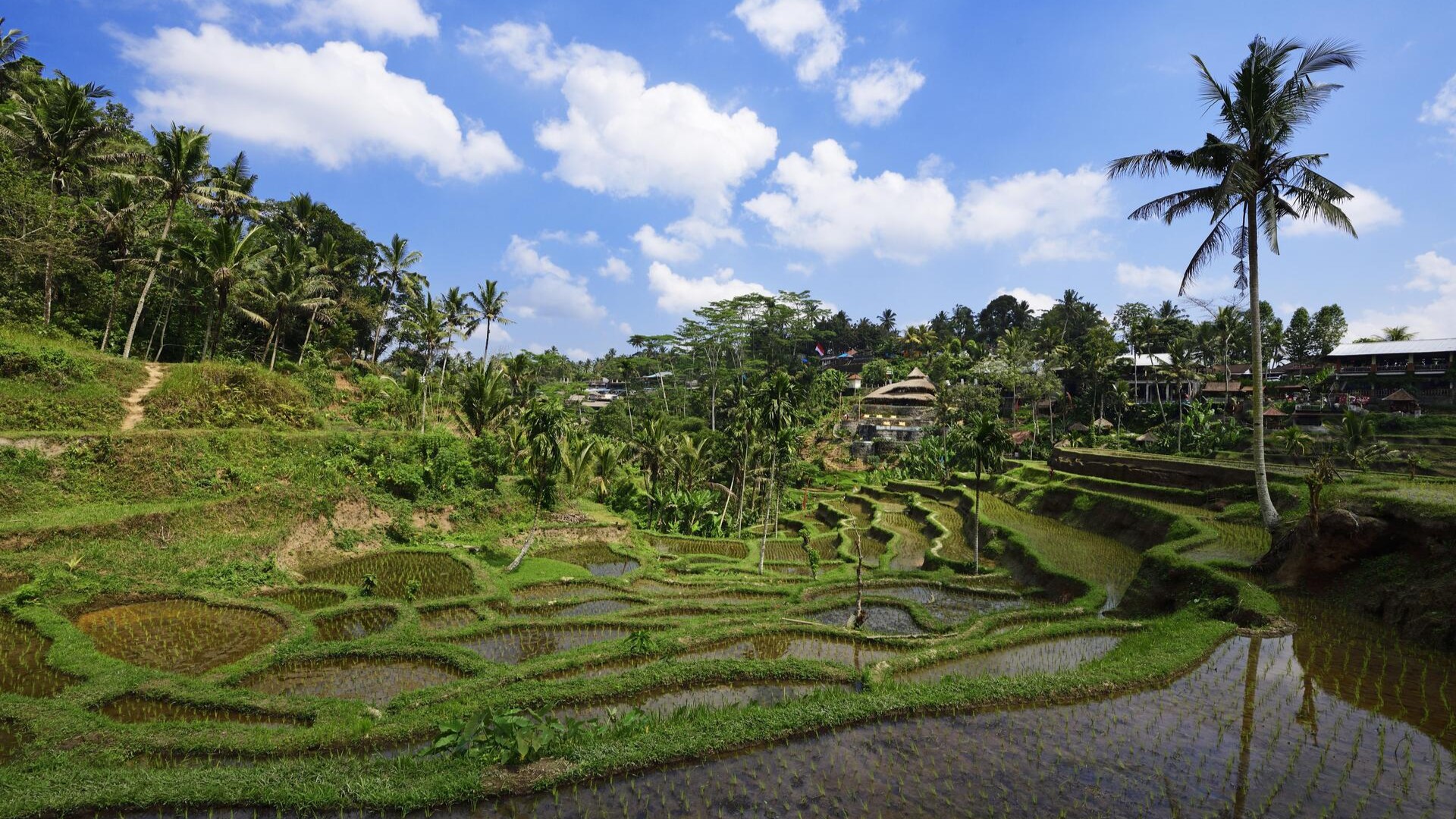 Рисовые террасы «Тегаллаланг», Убуд.