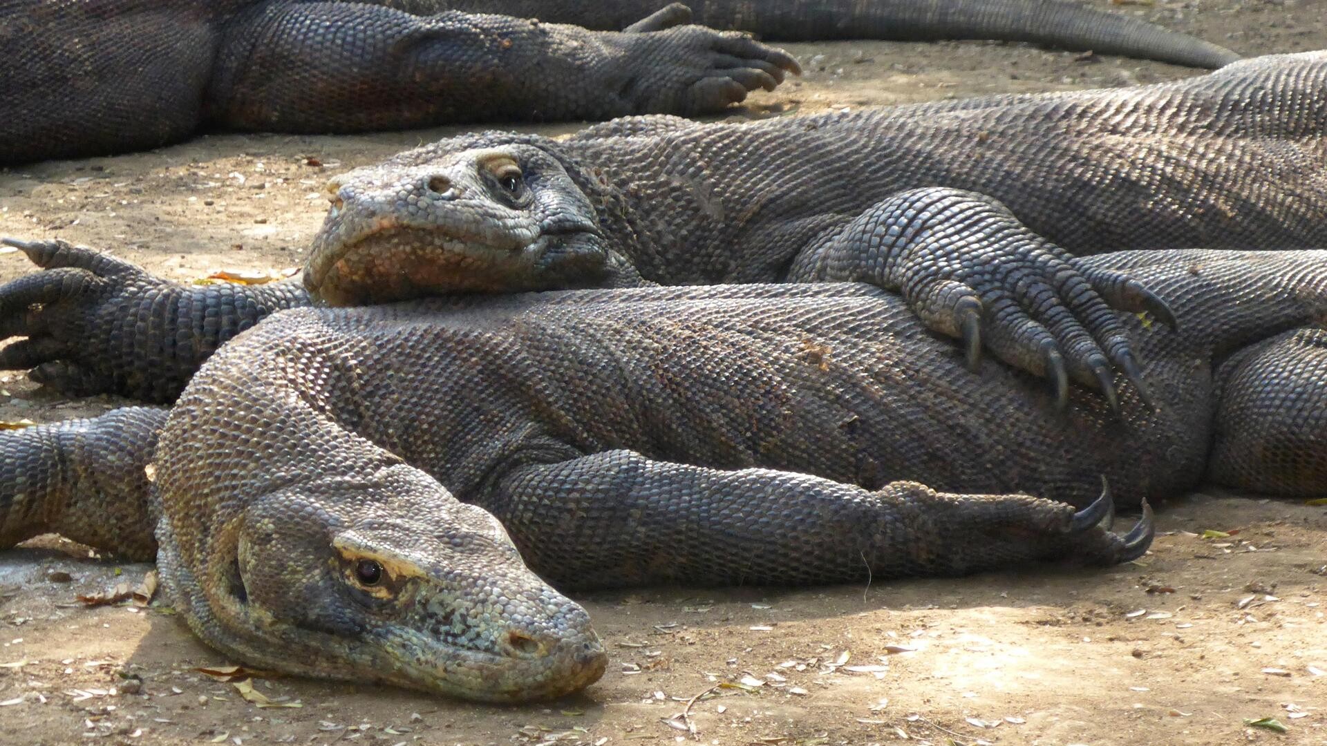 Вараны в Национальном парке «Комодо».